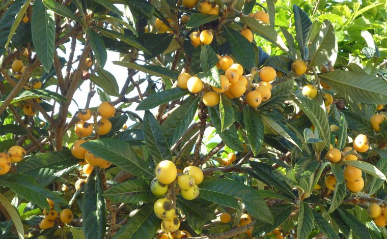 Foto: Pixabay - AtravÃ©s da aÃ§Ã£o de vitaminas, fibras, minerais e compostos bioativos, o consumo da nÃªspera ajuda a regenerar as cÃ©lulas e fortalece o sistema imunolÃ³gico