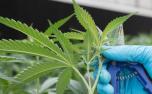Mineira que sofre com ‘pior dor do mundo’ é autorizada pela justiça a plantar maconha em casa