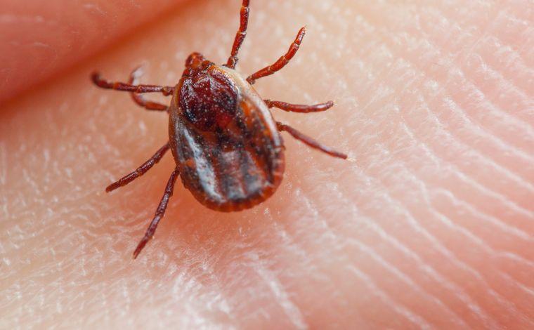 Foto: Getty Images - A febre maculosa Ã© uma enfermidade grave, transmitida pela picada de carrapatos infectados, e ressaltou a importÃ¢ncia do diagnÃ³stico precoce e do inÃ­cio imediato do tratamento para evitar complicaÃ§Ãµes