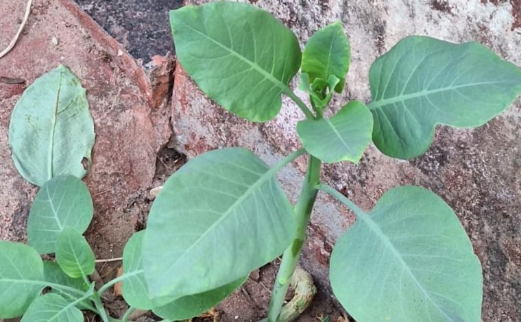 Foto: DivulgaÃ§Ã£o/CBMMG - Segundo informaÃ§Ãµes do Corpo de Bombeiros, a famÃ­lia havia se mudado recentemente para a chÃ¡cara e confundiu a planta com couve, devido Ã  semelhanÃ§a entre as folhas