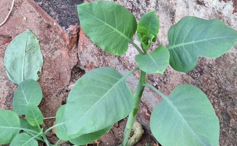 Foto: DivulgaÃ§Ã£o/CBMMG - AlÃ©m da mulher, outras trÃªs pessoas tambÃ©m ingeriram a planta. Um homem de 60 anos segue internado em estado grave na UTI, outro, de 64, estÃ¡ estÃ¡vel, mas confuso, e o terceiro, de 67, apresentou sintomas leves e jÃ¡ recebeu alta