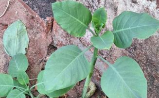 Morre mulher que comeu planta tóxica confundida com couve no interior de Minas 