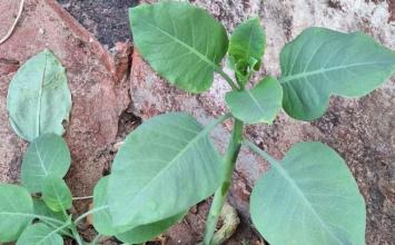 Morre mulher que comeu planta tóxica confundida com couve no interior de Minas 