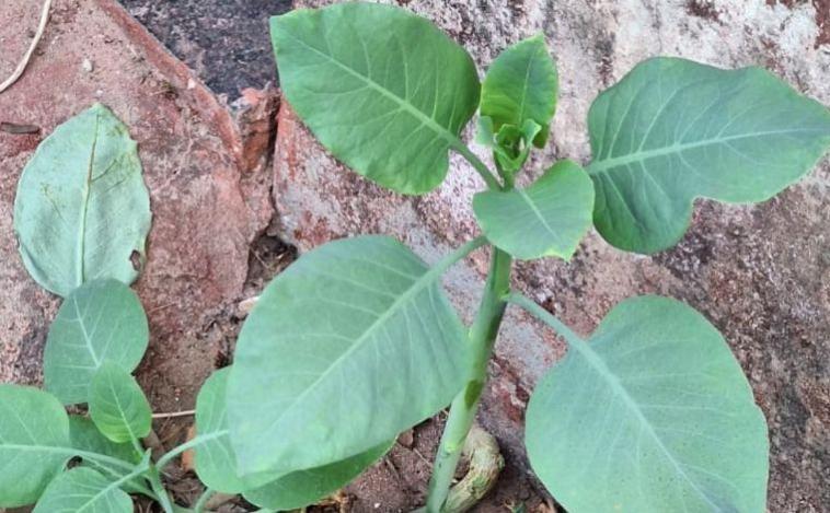 Morre mulher que comeu planta tóxica confundida com couve no interior de Minas 