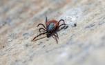 Minas Gerais registra 6ª morte por febre maculosa e chega a 35 casos confirmados em 2025