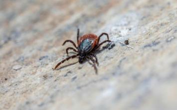 Minas Gerais registra 6ª morte por febre maculosa e chega a 35 casos confirmados em 2025