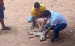 Vídeo: Policial militar realiza massagem cardíaca e salva cachorro que teve mal súbito na Grande BH
