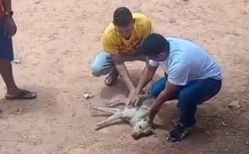 Vídeo: Policial militar realiza massagem cardíaca e salva cachorro que teve mal súbito na Grande BH
