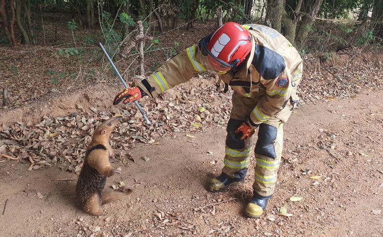 Vídeo: Bombeiros capturam tamanduá escondido entre pneus no bairro Goiabeiras em Sete Lagoas