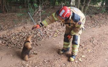 Vídeo: Bombeiros capturam tamanduá escondido entre pneus no bairro Goiabeiras em Sete Lagoas