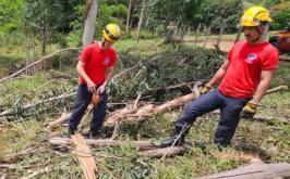 Homem morre após ser atingido por tronco de eucalipto durante serviço no interior de Minas
