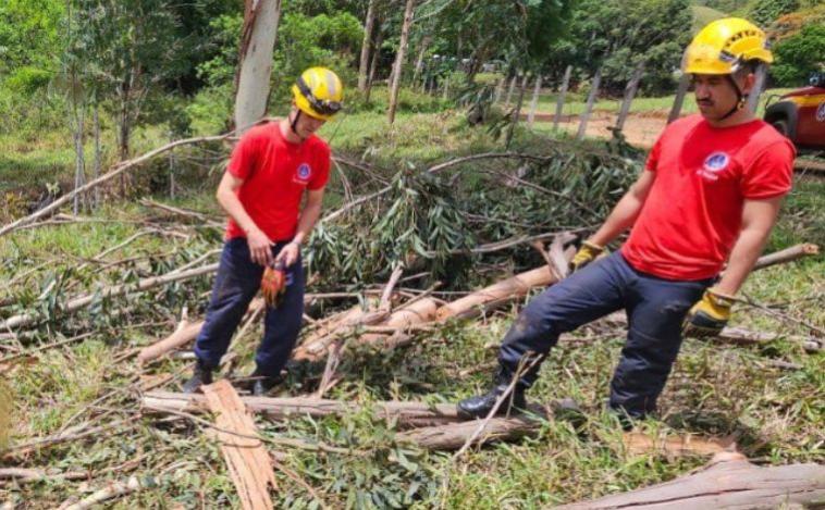 Homem morre após ser atingido por tronco de eucalipto durante serviço no interior de Minas