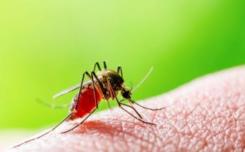 Mulher morre em Minas Gerais após diagnóstico de malária contraída em viagem à Angola