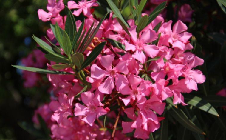 Espirradeira, planta muito comum no Brasil, é tóxica e pode levar ao coma