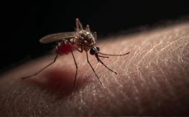 Governo de MG alerta para maior risco de alta nos casos graves de dengue e em mortes pela doença