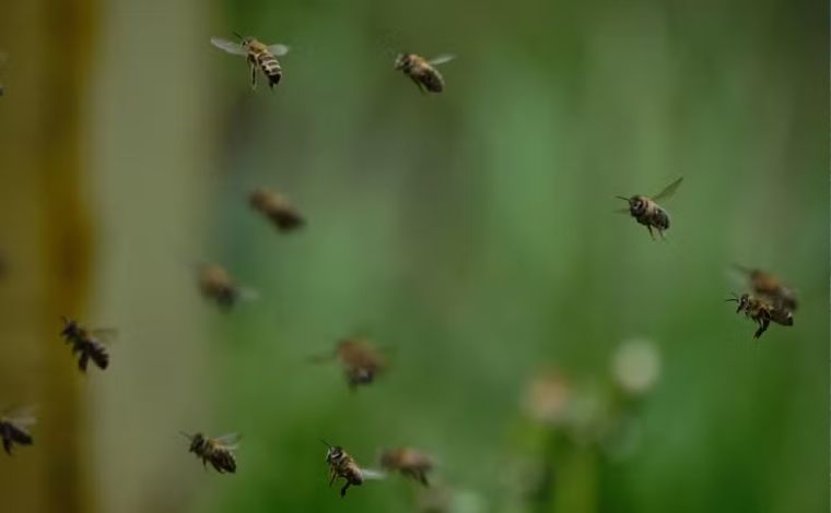 Idoso morre após ataques de abelhas em clube recreativo de Curvelo