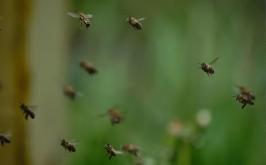 Idoso morre após ataques de abelhas em clube recreativo de Curvelo