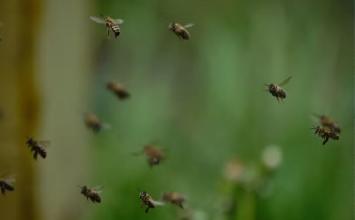 Idoso morre após ataques de abelhas em clube recreativo de Curvelo