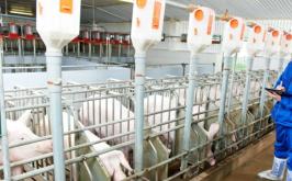 Cinco laboratórios serão investigados sobre possível fuga do vírus da peste suína na Espanha