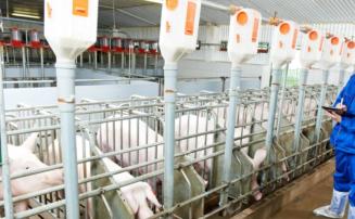Cinco laboratórios serão investigados sobre possível fuga do vírus da peste suína na Espanha