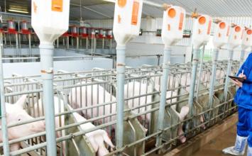 Cinco laboratórios serão investigados sobre possível fuga do vírus da peste suína na Espanha