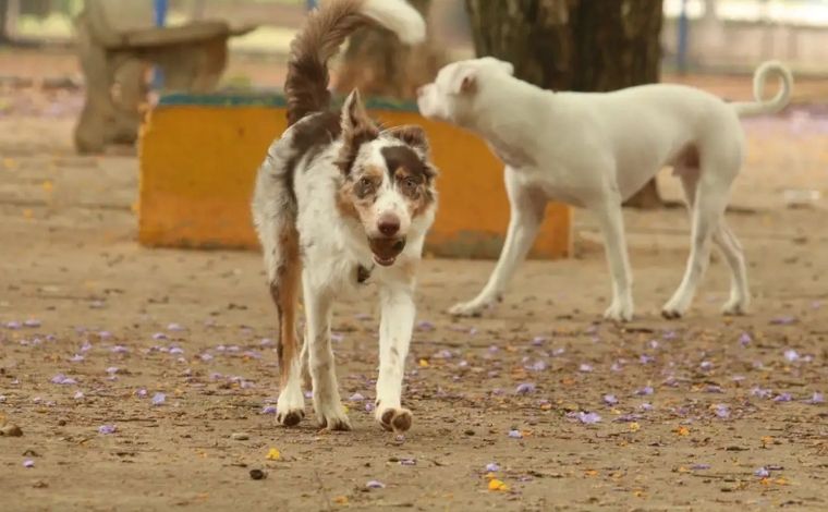 Foto: Rovena Rosa/Ag. Brasil - . A estimativa, estÃ¡vel desde o comeÃ§o da dÃ©cada, Ã© de 30 milhÃµes de cÃ£es, gatos e outras espÃ©cies domÃ©sticas abandonados