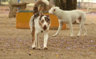 Brasil tem cerca de 30 milhões de animais domésticos abandonados