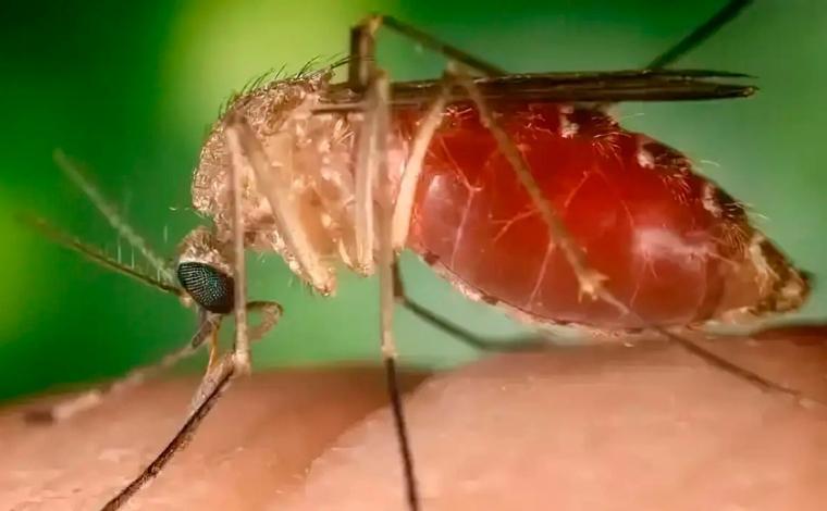 Foto: DivulgaÃ§Ã£o/Cons. Fed. FarmÃ¡cia - Estado registrou 1.467 casos confirmados atÃ© dezembro de 2025, contra 301 em todo o ano anterior; doenÃ§a pode causar malformaÃ§Ãµes fetais e abortos