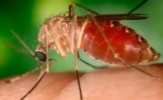 Casos de febre Oropouche disparam 387% em Minas Gerais e acendem alerta para gestantes