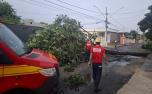 Chuvas fortes provocam queda de árvores e interdição de vias em Sete Lagoas e região