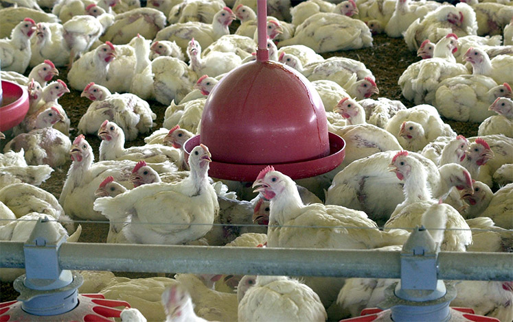 Cresce abate de frangos no primeiro trimestre e diminui o de suínos e bovinos