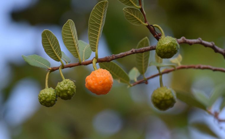 Foto: ReproduÃ§Ã£o - A mama-cadela se destaca entre os carotenoides por oferecer de 18 a 22 mg a cada 100 g da fruta in natura, quantidade suficiente para suprir cerca de 80% da necessidade diÃ¡ria de vitamina A em adultos