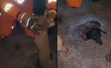 Corpo de Bombeiros resgata dois cães presos sob área cimentada em residência de Sete Lagoas