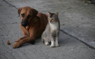 Castramóvel oferece atendimentos gratuitos para cães e gatos no Jardim dos Pequis, em Sete Lagoas