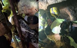 Vídeo: Corpo de Bombeiros resgata cadela prenha soterrada em quintal durante chuva na Grande BH