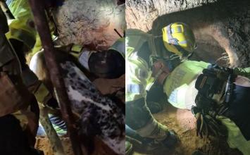 Vídeo: Corpo de Bombeiros resgata cadela prenha soterrada em quintal durante chuva na Grande BH