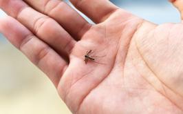 SES-MG confirma primeira morte por dengue em 2026; 11 óbitos seguem sob investigação