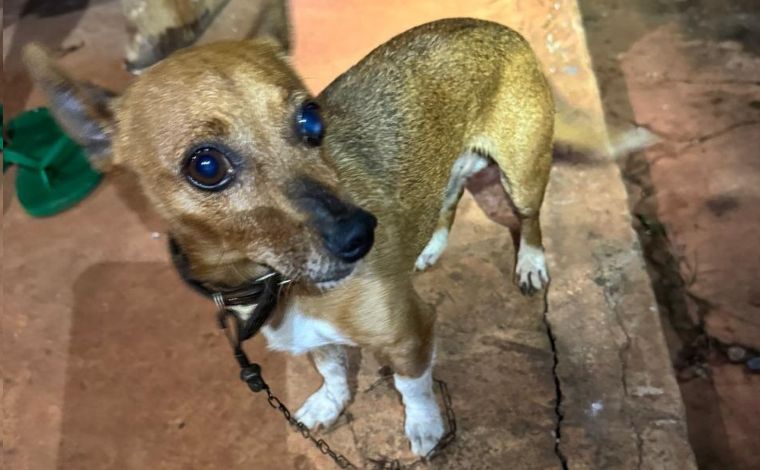 Vídeo: Cão ajuda bombeiros a localizar idosa que caiu em cisterna de 13 metros no interior de Minas