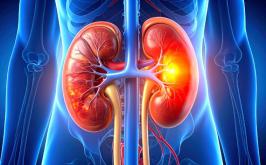 Saúde renal: 9 erros comuns que você deve evitar para proteger os rins