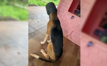 Vídeo: Cachorro fica com cabeça presa em leiteira e é resgatado pelos bombeiros no interior de Minas