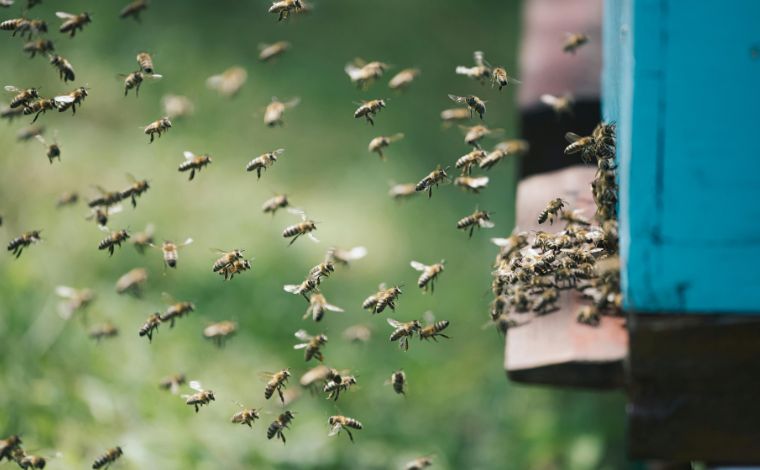 Ataque de abelhas em fazenda deixa um morto e 17 feridos em Minas Gerais 
