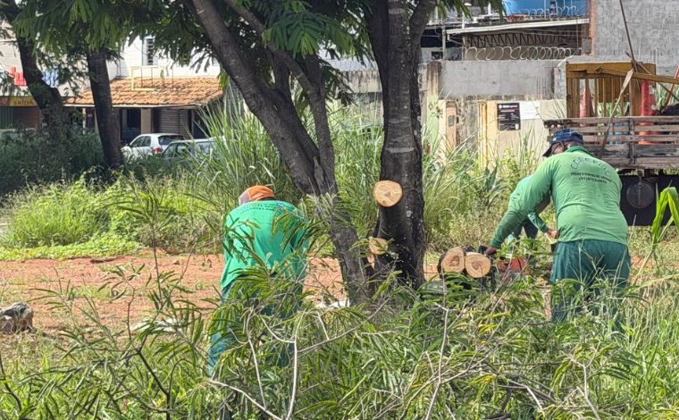 Foto: DivulgaÃ§Ã£o/PMSL - As intervenÃ§Ãµes sÃ£o realizadas com base em avaliaÃ§Ãµes tÃ©cnicas que identificam exemplares com galhos comprometidos ou estrutura que possa representar perigo