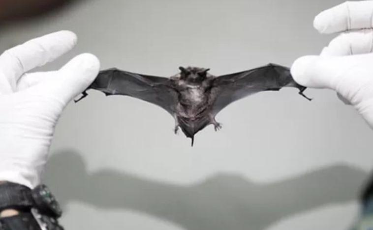 Belo Horizonte confirma primeiro caso de raiva em 2026 e amplia vacinação de cães e gatos