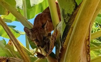 Bombeiros capturam filhote de onça-parda em residência de Santana de Pirapama