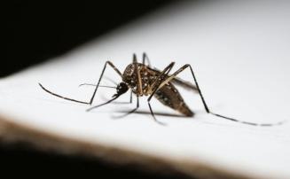 Casos de dengue aumentam em Minas Gerais e ultrapassam 39 mil em três semanas