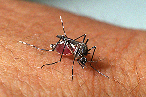 Minas já registra mais de 525 mil casos de suspeita de dengue em 2016