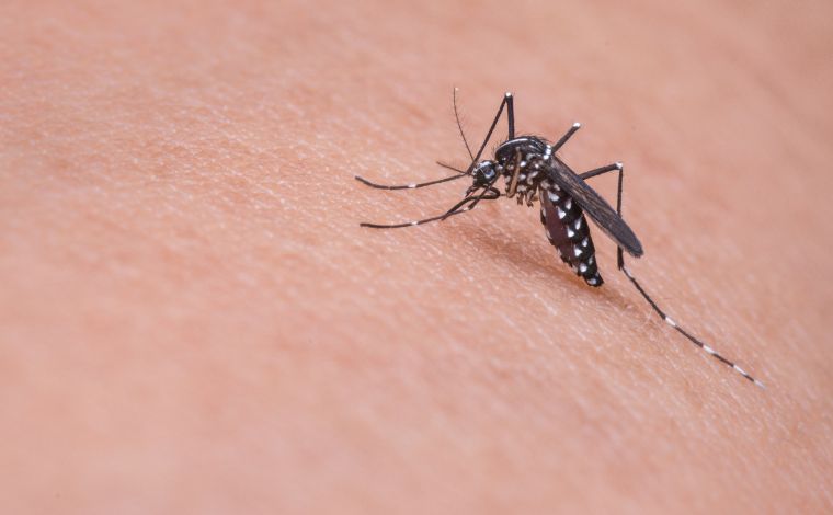 Foto: Pixabay - O boletim epidemiolÃ³gico da SES-MG tambÃ©m aponta aumento nos registros de febre chikungunya no estado. AtÃ© o momento, foram contabilizados 9.589 casos provÃ¡veis da doenÃ§a, sendo 5.755 confirmaÃ§Ãµes