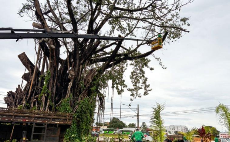 Sete Lagoas realiza intervenção emergencial em árvore da Praça dos Caminhoneiros por risco de queda