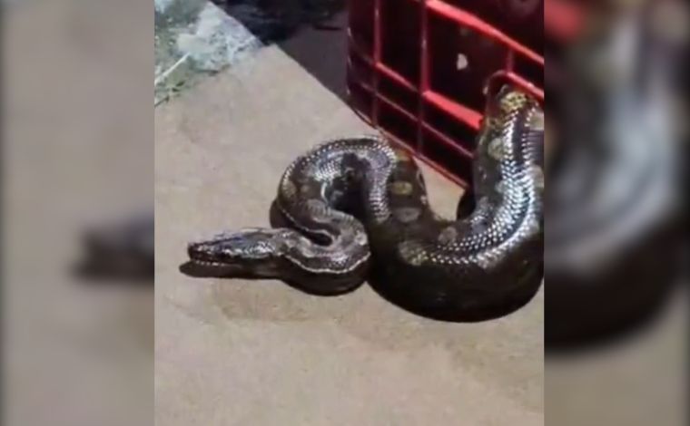 Foto: DivulgaÃ§Ã£o/CBMMG - De acordo com os militares, o motorista informou que passou o dia em um sÃ­tio e, ao estacionar o veÃ­culo, percebeu que a serpente saiu do compartimento do motor e permaneceu na via pÃºblica