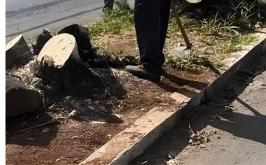 Corte ilegal de árvores na Avenida Villa-Lobos aciona GCM e Polícia Militar em Sete Lagoas